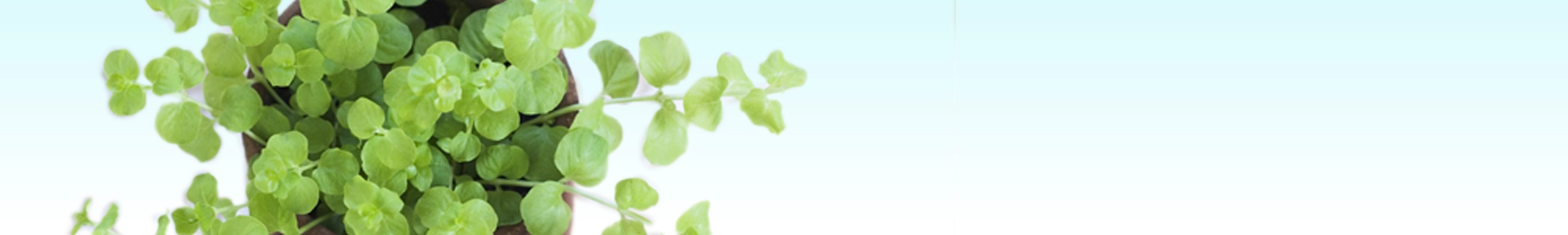 開発者プロフィール