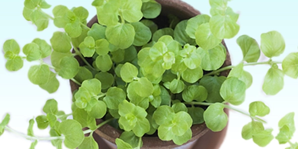 開発者プロフィール